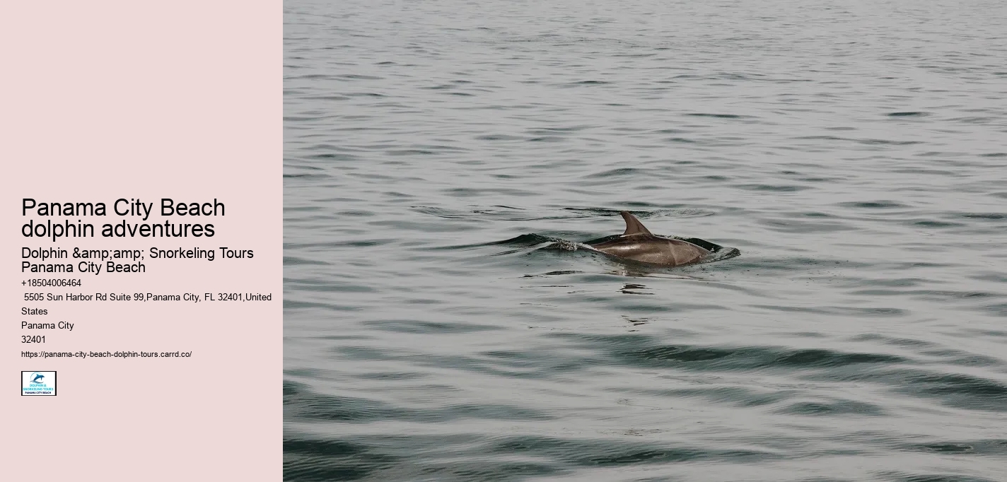 Panama City Beach dolphin adventures