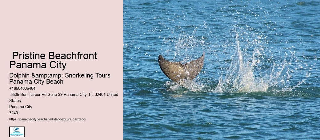 Shell Island Coastal Marvel Excursions