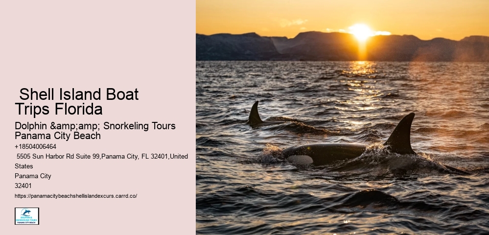  Shell Island Boat Trips Florida