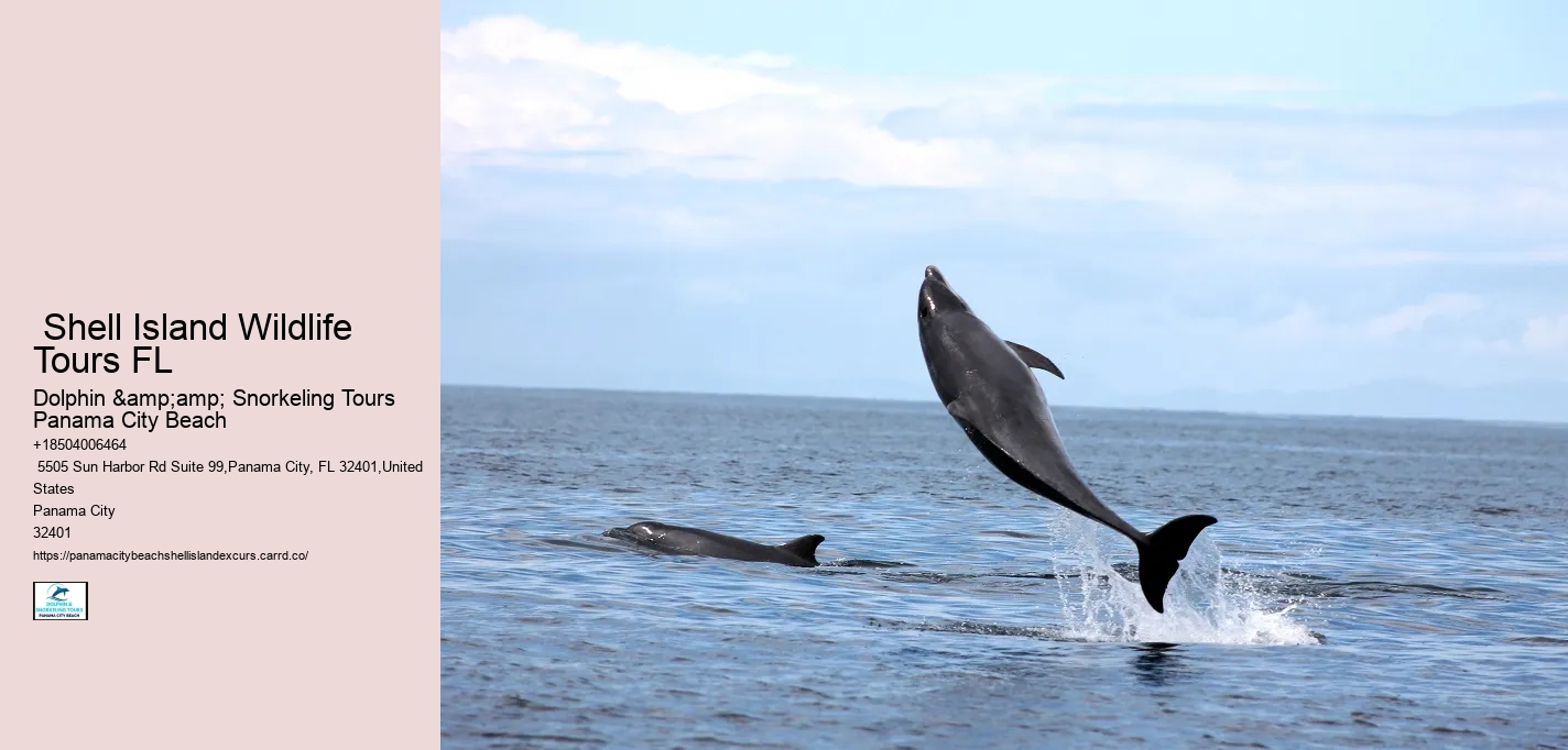  Shell Island Wildlife Tours FL